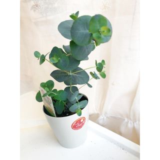 ユーカリグニー　ユーカリ苗　グニー　観葉植物　植木(ドライフラワー)