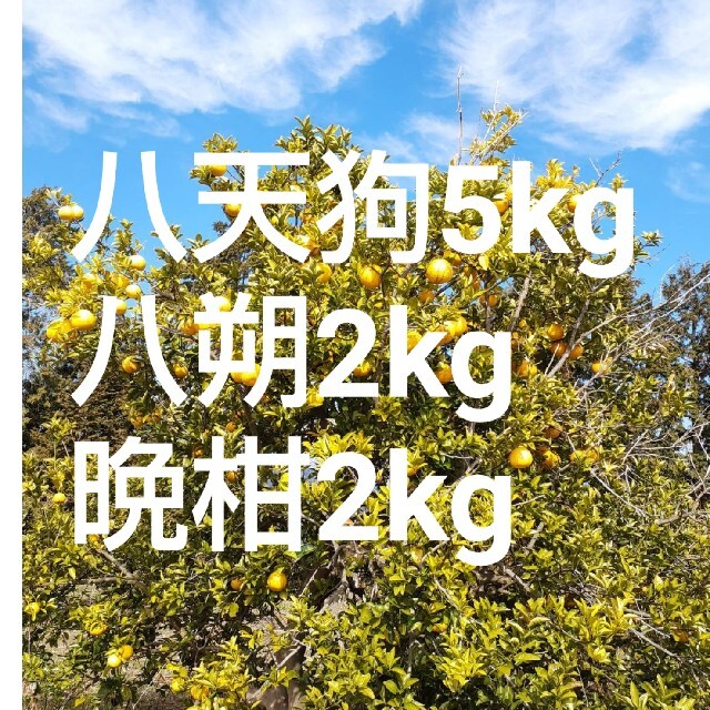 『八天狗』5kg ＋柑橘4kg熊本県産食品/飲料/酒