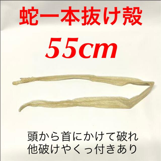 蛇 蛇抜け殻 脱皮 一本抜け殻 55cm その他のペット用品(爬虫類/両生類用品)の商品写真