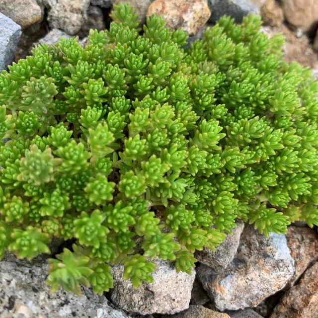 多肉植物　カット苗　セダム ハンドメイドのフラワー/ガーデン(その他)の商品写真