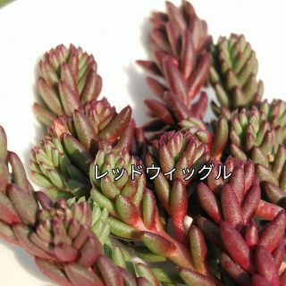 多肉植物　　ペトロセダム　　レッドウィッグル　　カット苗（写真のもの全て)(その他)