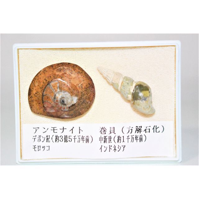 最終決算 巻き貝 約5千万年前の化石 camilleandhaley.com