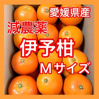 【農家直送】愛媛県興居島産伊予柑Mサイズ20-24個 柑橘 みかん 果物(フルーツ)