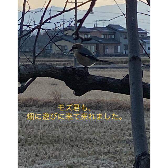 お試し価格(封筒付き］ぎんなん　無農薬　岐阜県産　900g 食品/飲料/酒の食品(野菜)の商品写真