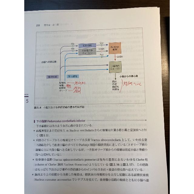 神経局在診断 その解剖,生理,臨床　第5版　※裁断済（スキャン・電子書籍化用） エンタメ/ホビーの本(健康/医学)の商品写真