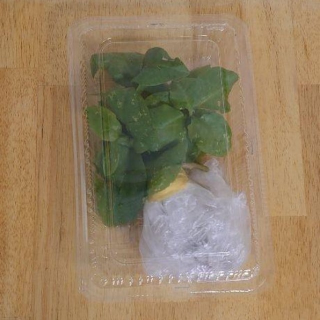 オカワカメの苗木  5株 食品/飲料/酒の食品(野菜)の商品写真