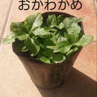 オカワカメの苗木  5株(野菜)