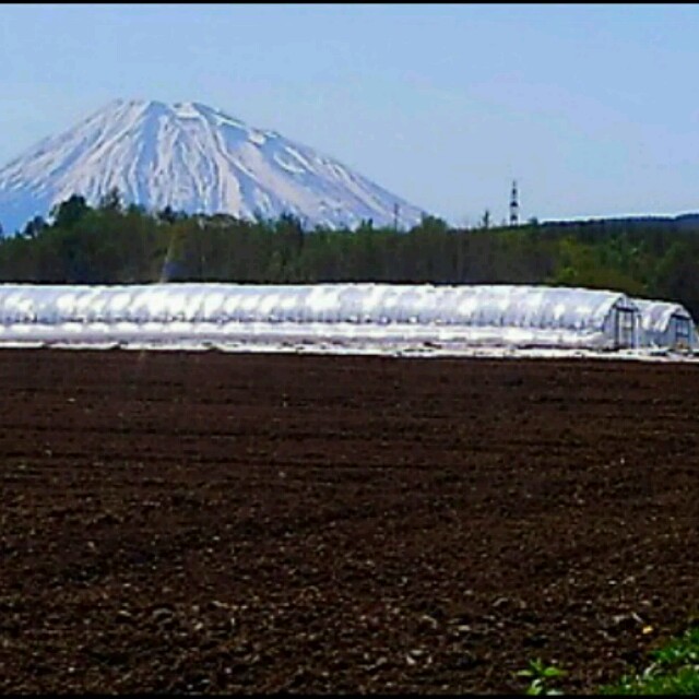 男爵 無農薬 北海道 10㎏ 食品/飲料/酒の食品(野菜)の商品写真