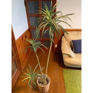 光触媒 人工観葉植物 ドラセナコンシナユッカ12854