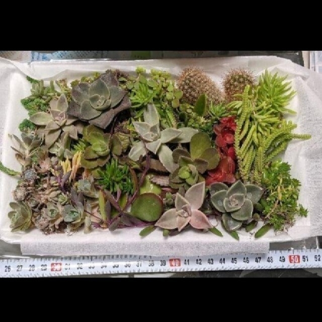 多肉植物　色々詰め合わせ ハンドメイドのフラワー/ガーデン(プランター)の商品写真