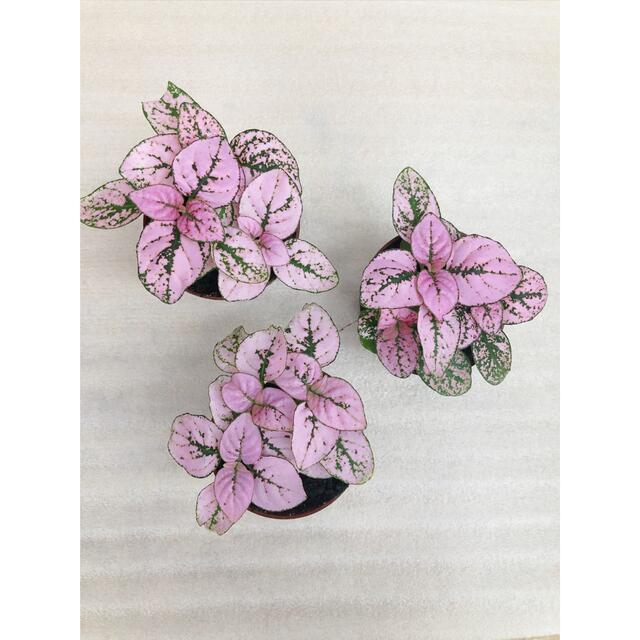 ヒポエステス　フィットニア　ピンク　観葉植物 ハンドメイドのフラワー/ガーデン(ドライフラワー)の商品写真