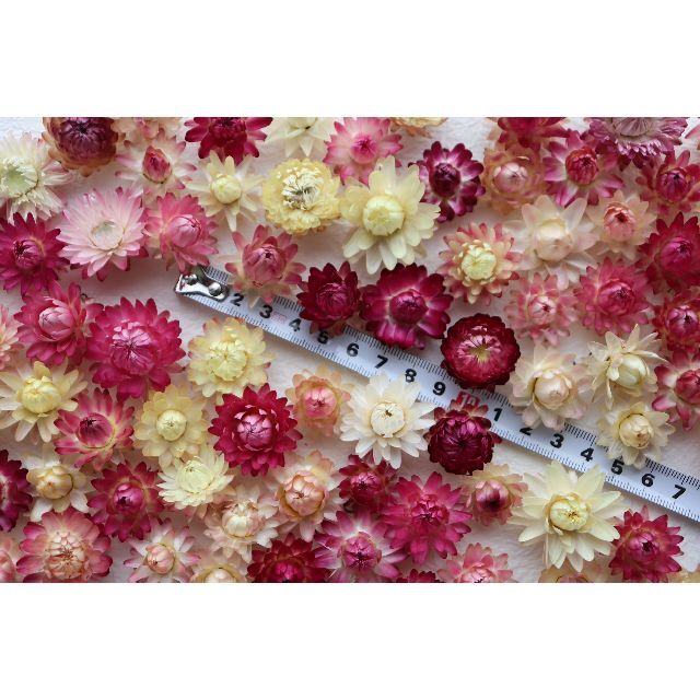 帝王貝細工ピンク,赤,白100個！ヘリクリサム ドライフラワー ハンドメイドのフラワー/ガーデン(ドライフラワー)の商品写真