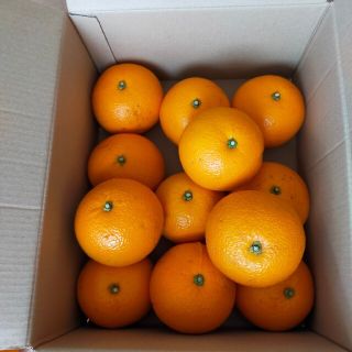 無農薬甘夏　福岡県産10キロ(フルーツ)