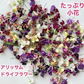 アリッサム　ドライフラワー  小花　花材　レジン　ハンドメイドアクセサリー(ドライフラワー)