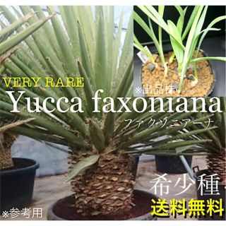 ☆鬼レア☆ユッカ ファクソニアーナ実生1株☆超希少な実生株☆の通販
