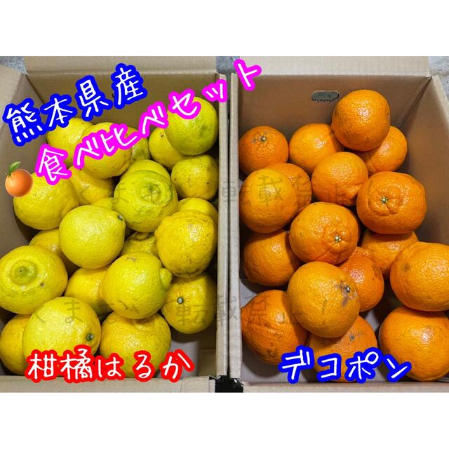 熊本県産 不知火デコポン×柑橘はるか 食べ比べセット 食品/飲料/酒の食品(フルーツ)の商品写真
