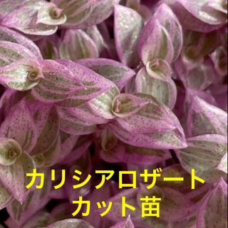 多肉植物　カリシアロザート　20本カット苗　初心者向け(その他)