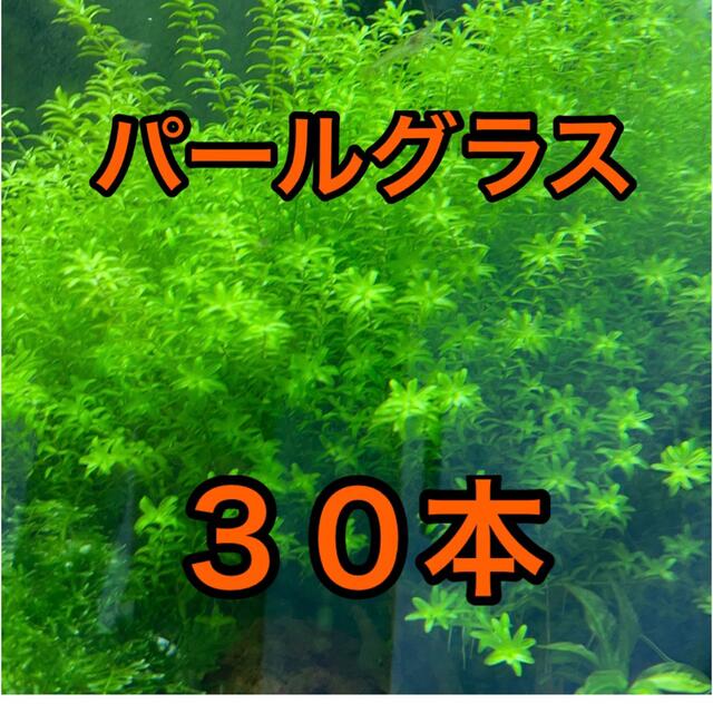 Aquarium Lover様 専用商品-