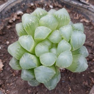 あっこ様専用　多肉植物　ハオルチア　オブツーサ(その他)