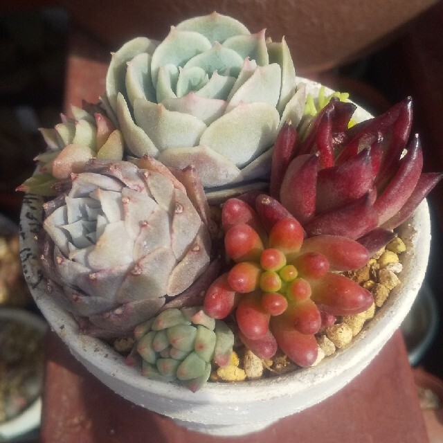 B 訳あり　多肉　セット　寄植え　 カット苗　セダム　オウンスロー　韓国苗 ハンドメイドのフラワー/ガーデン(その他)の商品写真