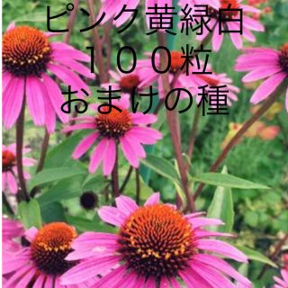 エキナセア　ピンク　白　黄緑１００粒　おまけの種(その他)