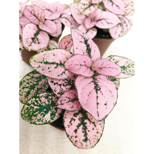 ヒポエステス　フィットニア　ピンク　観葉植物 ハンドメイドのフラワー/ガーデン(その他)の商品写真