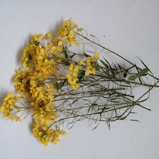 1セット限定茎付き菜の花ドライフラワー(ドライフラワー)