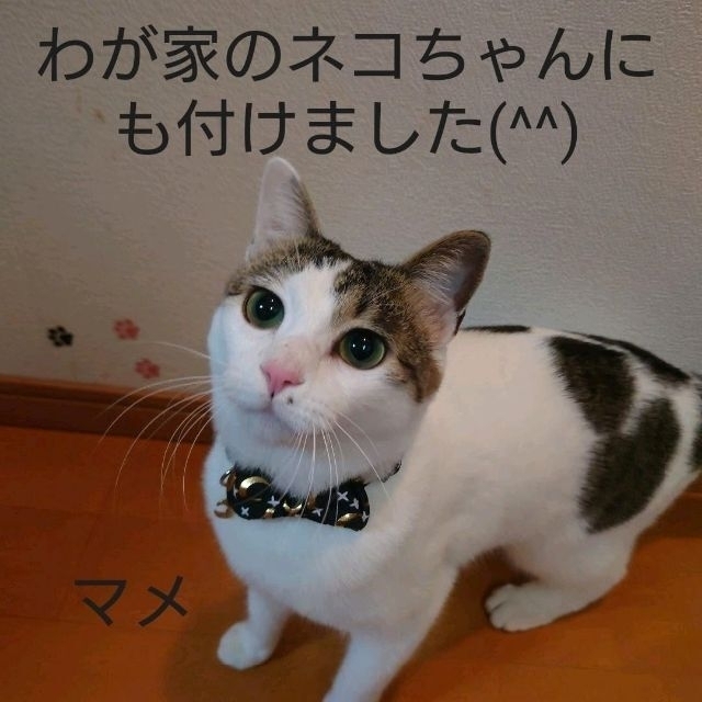 月末セールの品　猫ちゃん首輪 （チャーム・リボン付き）お買得!選べる2本セット！ その他のペット用品(猫)の商品写真