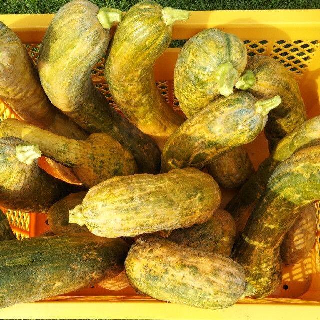鶴首カボチャの種　20粒　野菜の種 食品/飲料/酒の食品(野菜)の商品写真