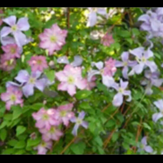 ✴️ 多花性❣️ 淡いブルー　クレマチス　苗　✴️ ハンドメイドのフラワー/ガーデン(その他)の商品写真