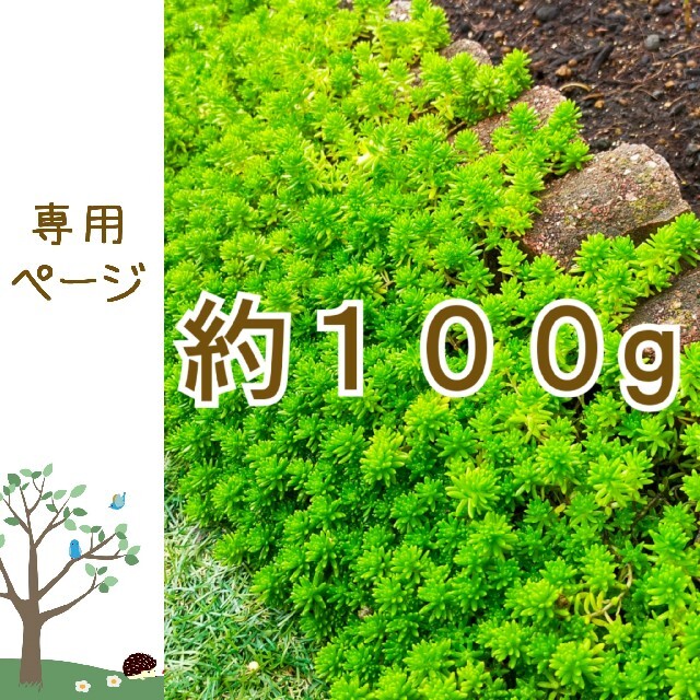 ぎんちゃ様専用 多肉植物 万年草 100gの通販 by ♪hiro♪'s shop|ラクマ