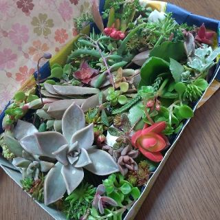 多肉植物カット苗 箱にいっぱい！(その他)