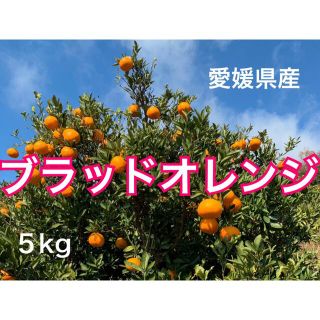 愛媛県産ブラッドオレンジ　5キロ(フルーツ)