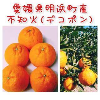 トップシークレット 【愛媛県明浜町産】不知火『デコポン』 10キロ(箱