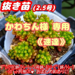 《速達》【抜き苗】レッドベリー 多肉植物 セダム 紅葉 プレステラ プラ鉢(その他)