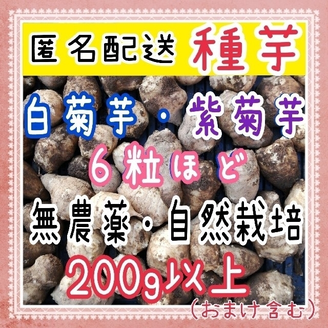 【匿名配送】小粒 白菊芋&紫菊芋 種芋 無農薬 食品/飲料/酒の食品(野菜)の商品写真