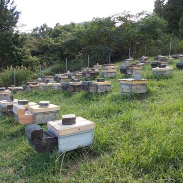 山梨県産 アカシア蜂蜜 300g（トンガリ容器）1本入り2023年5月採り