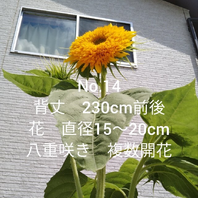 八重ひまわりの種　20粒　花の種 ハンドメイドのフラワー/ガーデン(その他)の商品写真