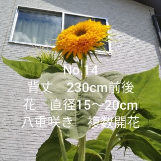 八重ひまわりの種　20粒　花の種(その他)