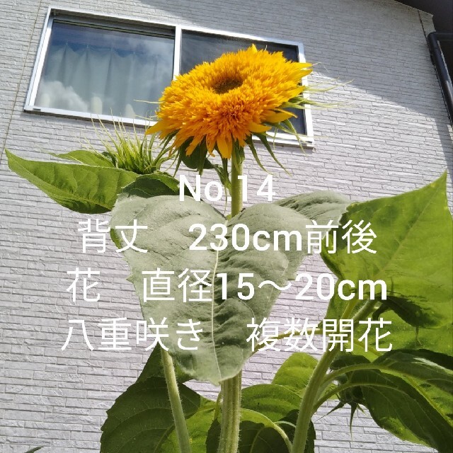 八重ひまわりの種 粒 花の種の通販 By 向日葵 S Shop ラクマ