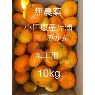 小田原産片浦みかん　青島　無農薬　加工用　10kg(フルーツ)