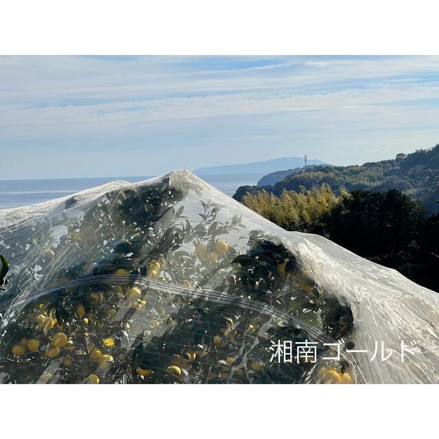 小田原産片浦みかん　青島　無農薬　加工用　10kg 食品/飲料/酒の食品(フルーツ)の商品写真