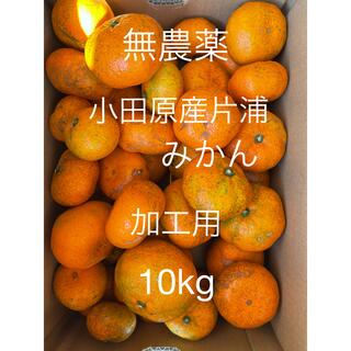 小田原産片浦みかん　青島　無農薬　加工用　10kg(フルーツ)
