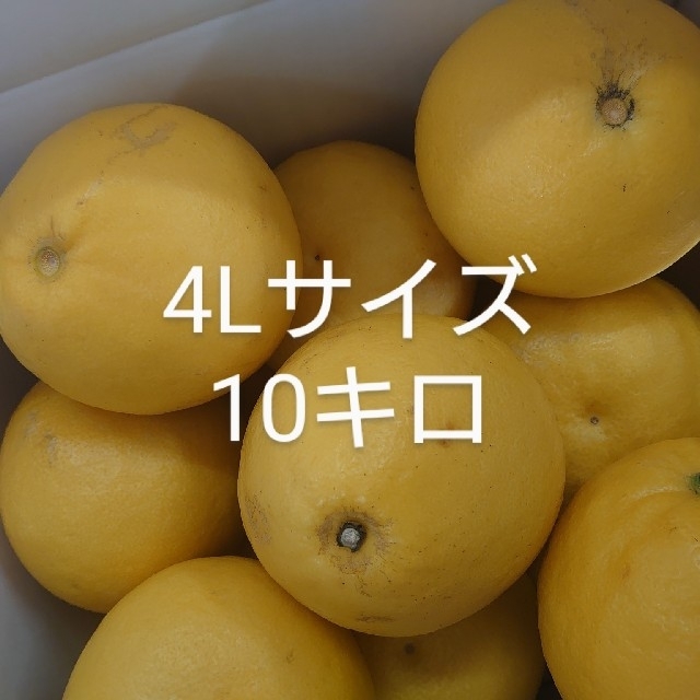 地元果物屋おすすめ高知産土佐文旦4Lサイズ【大玉】10キロ※一部送料込み