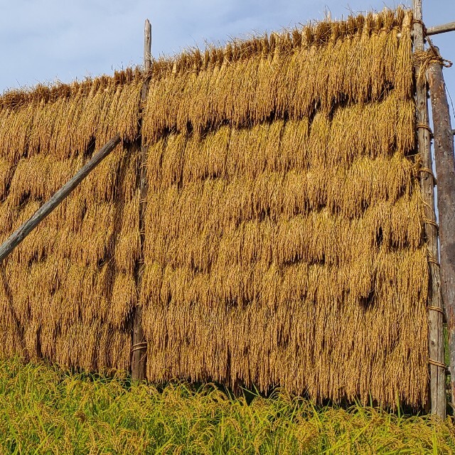 コシヒカリ玄米20㌔❤️無農薬天日干し