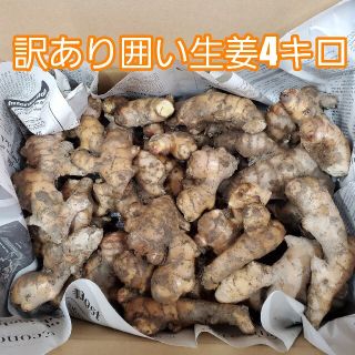 訳あり土付き囲い生姜4キロ(野菜)