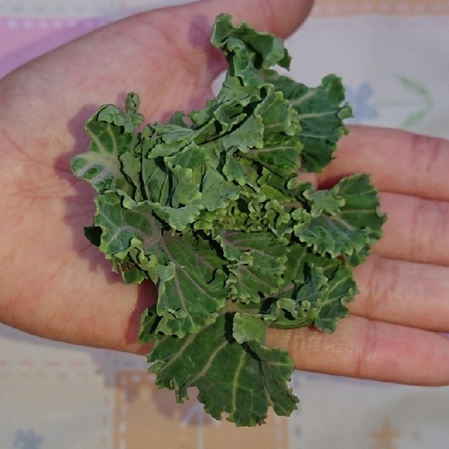 無農薬野菜 サラダセット お花のようなプチヴェール入り 食品/飲料/酒の食品(野菜)の商品写真