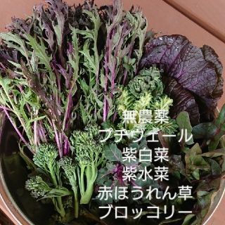 無農薬野菜 サラダセット お花のようなプチヴェール入り(野菜)