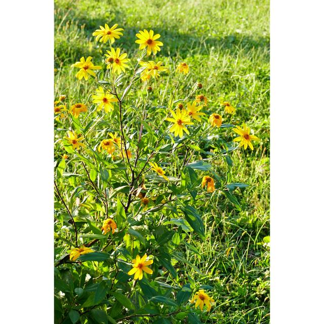 ★【まん延防止セール】無農薬・自然栽培『白菊芋』〜大阪いずみ産 食品/飲料/酒の食品(野菜)の商品写真