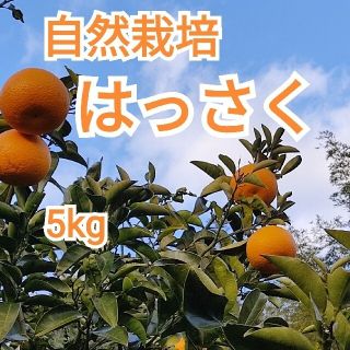 《訳あり》無農薬　はっさく　紅八朔　約5kg　家庭用(フルーツ)